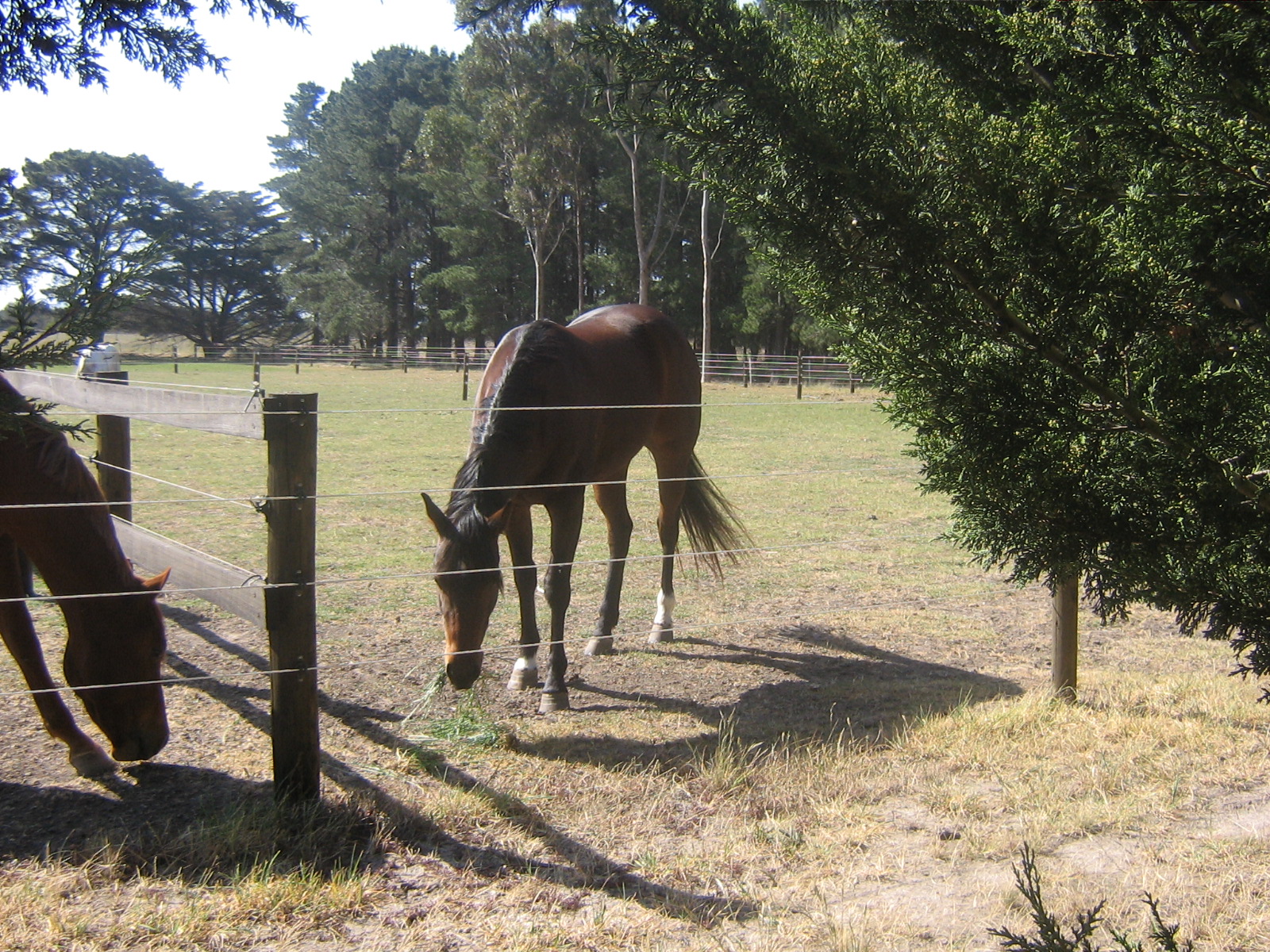  timber post 1 example