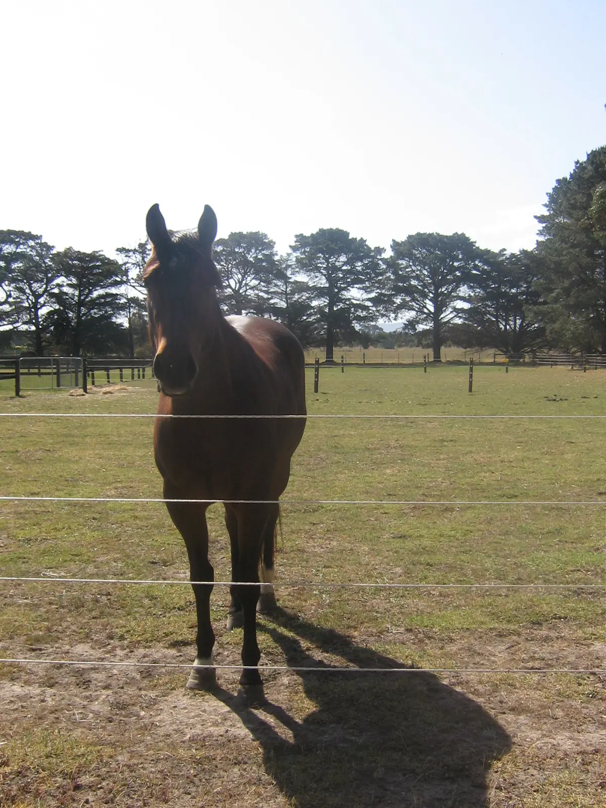 timber post 3 example