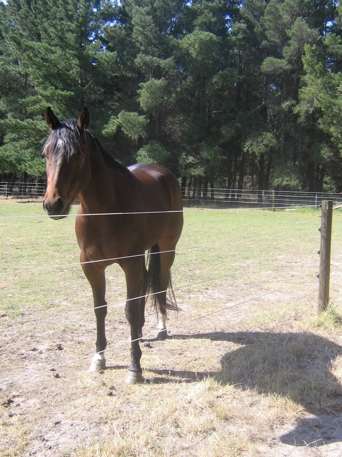 timber post 4 example