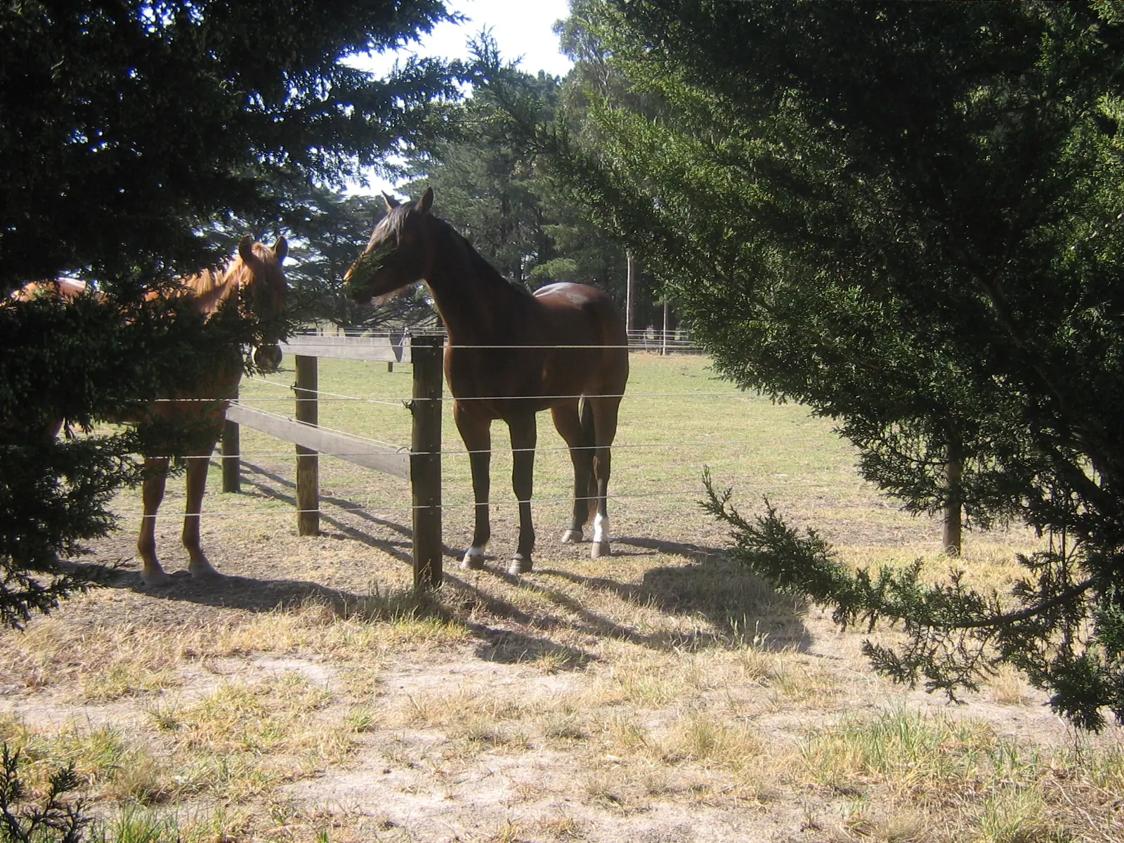 timber post 5 example