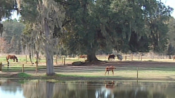 Why ElectroBraid Fence Video Thumbnail