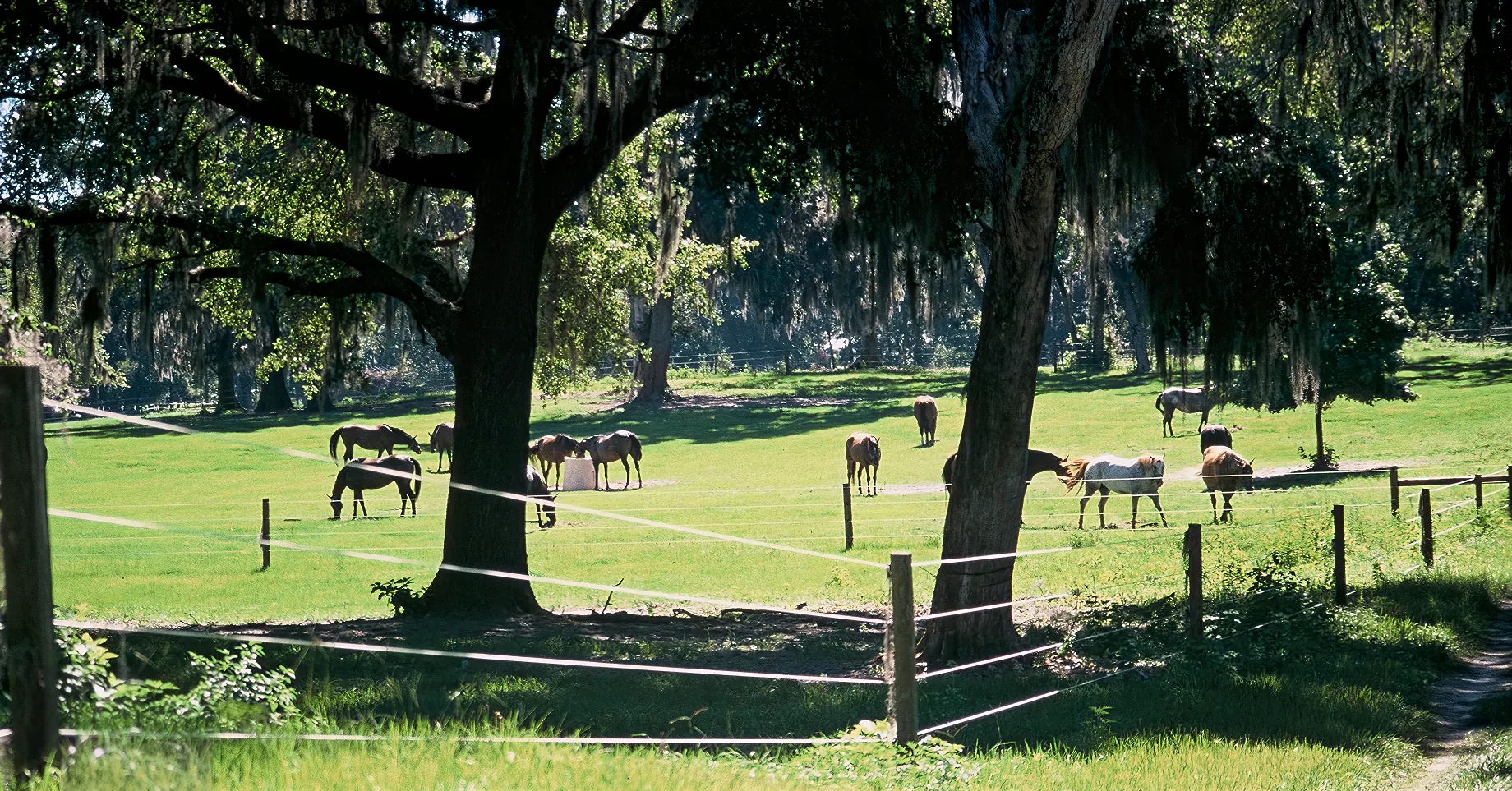 ElectroBraid fence offering clear sightlines for horses